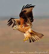 Red Kite