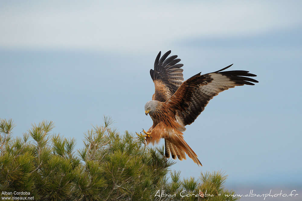 Red Kiteadult, aspect, pigmentation, Behaviour