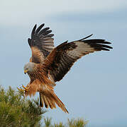 Red Kite