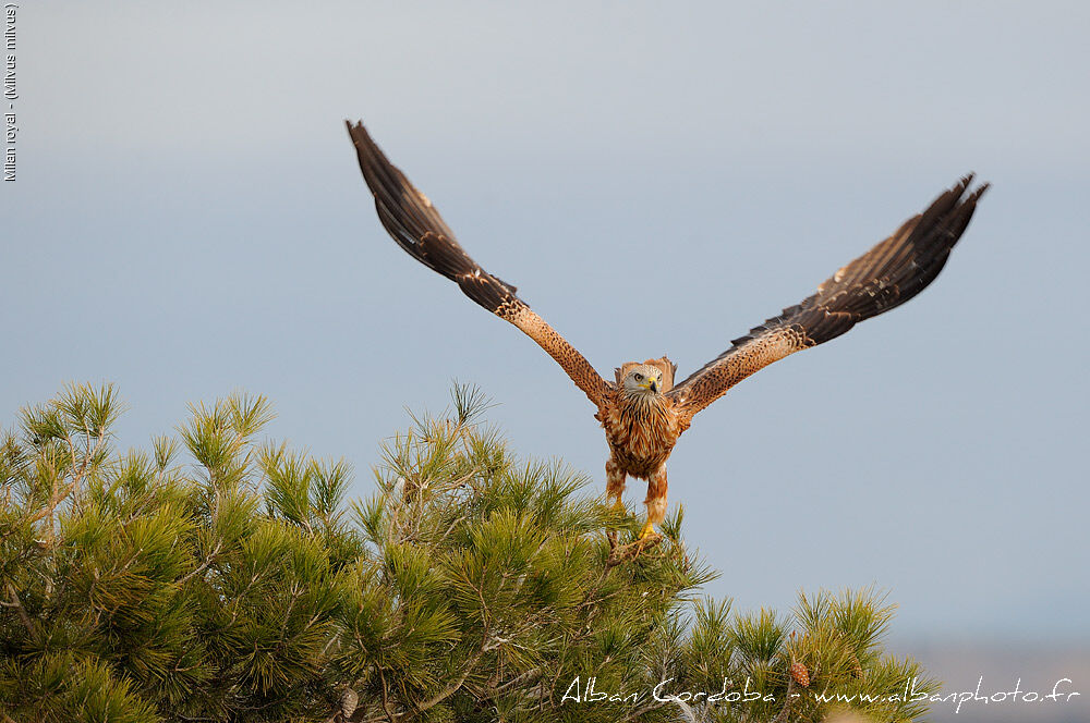 Red Kite