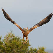 Red Kite