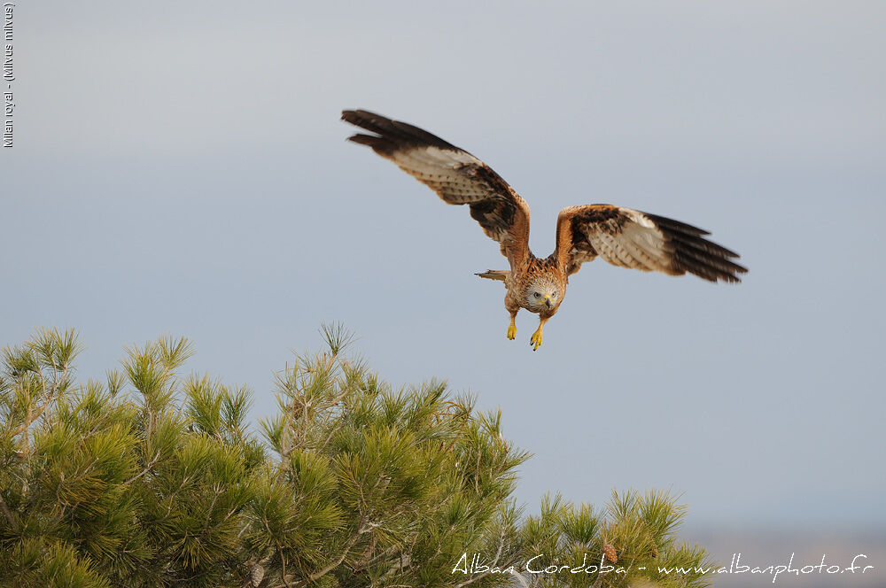 Red Kite