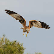 Red Kite