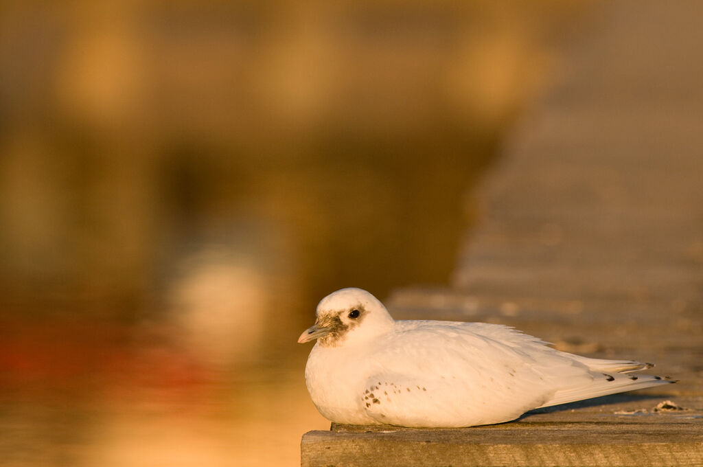 Mouette blanche