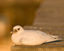 Ivory Gull