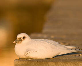 Mouette blanche