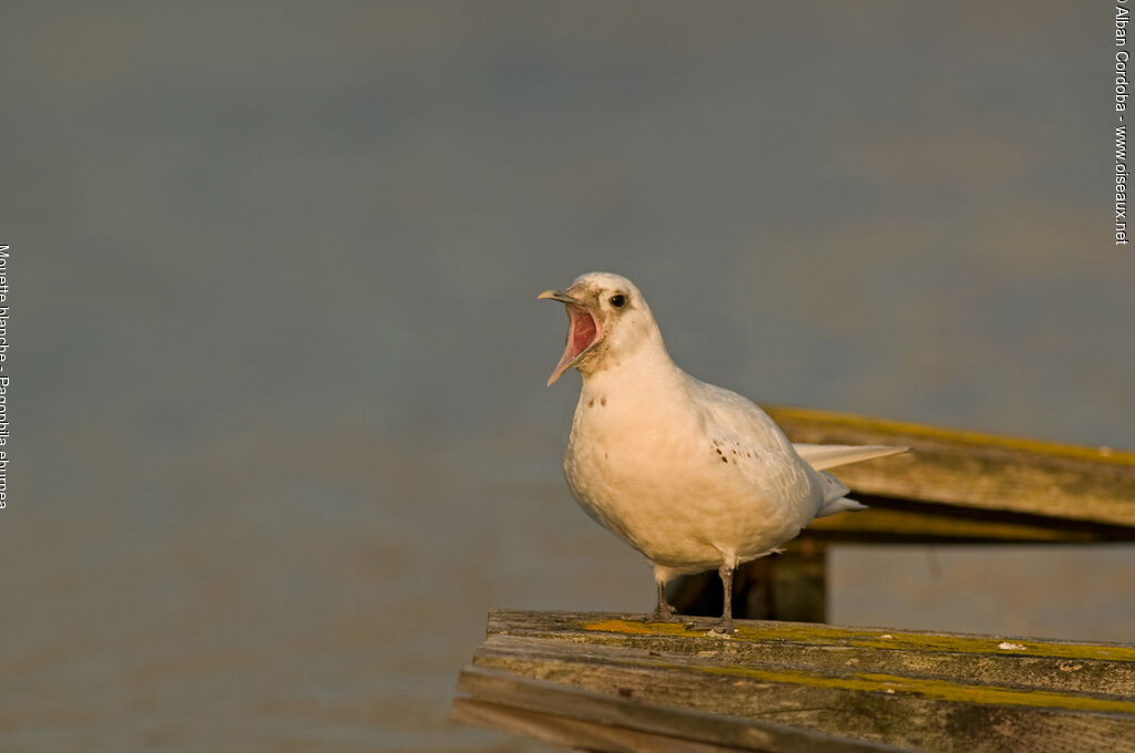 Ivory Gull