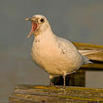 Mouette blanche