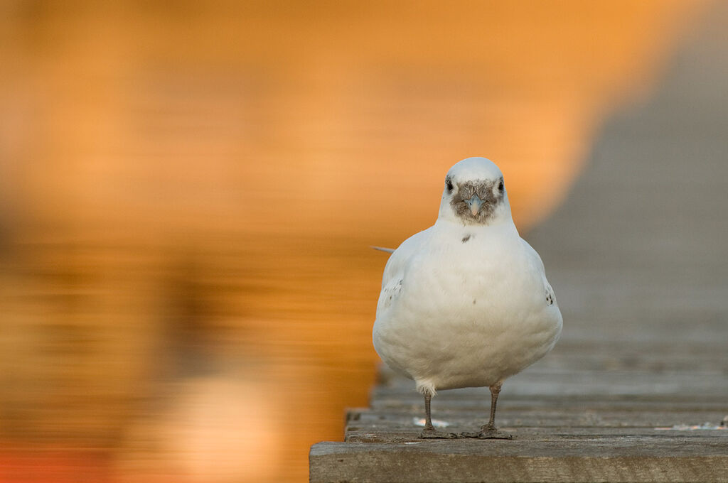 Ivory Gull