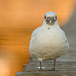 Mouette blanche