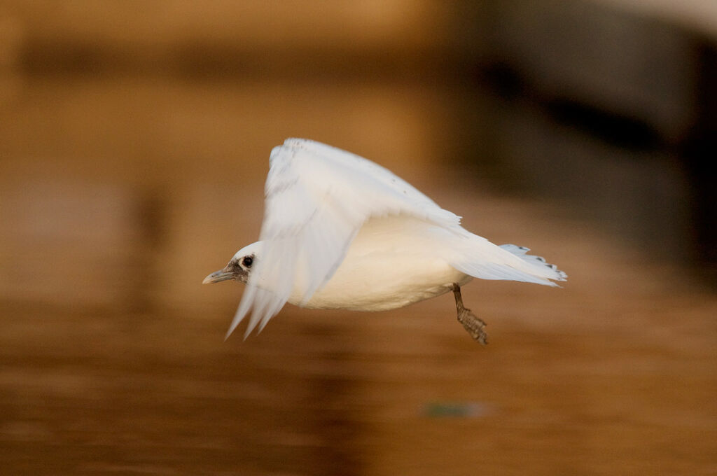 Mouette blanche, Vol