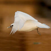 Mouette blanche