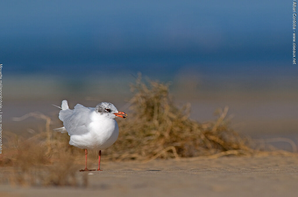 Mouette mélanocéphale