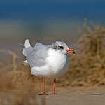 Mouette mélanocéphale