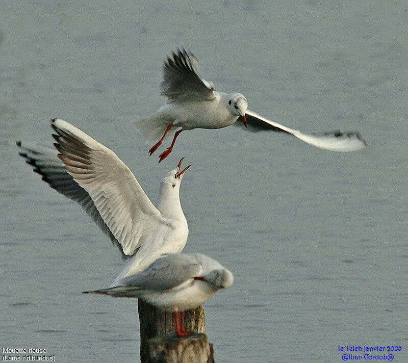 Mouette rieuse