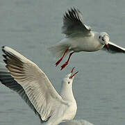 Mouette rieuse