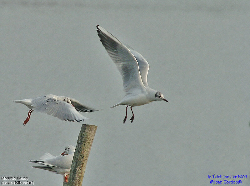 Mouette rieuse