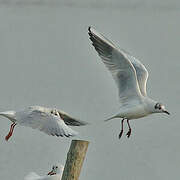 Mouette rieuse