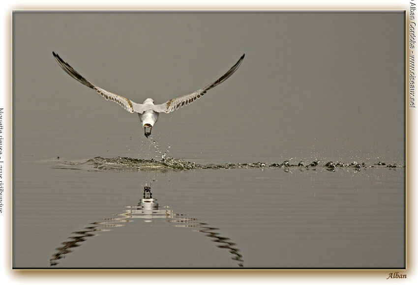 Mouette rieuse