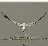 Mouette rieuse