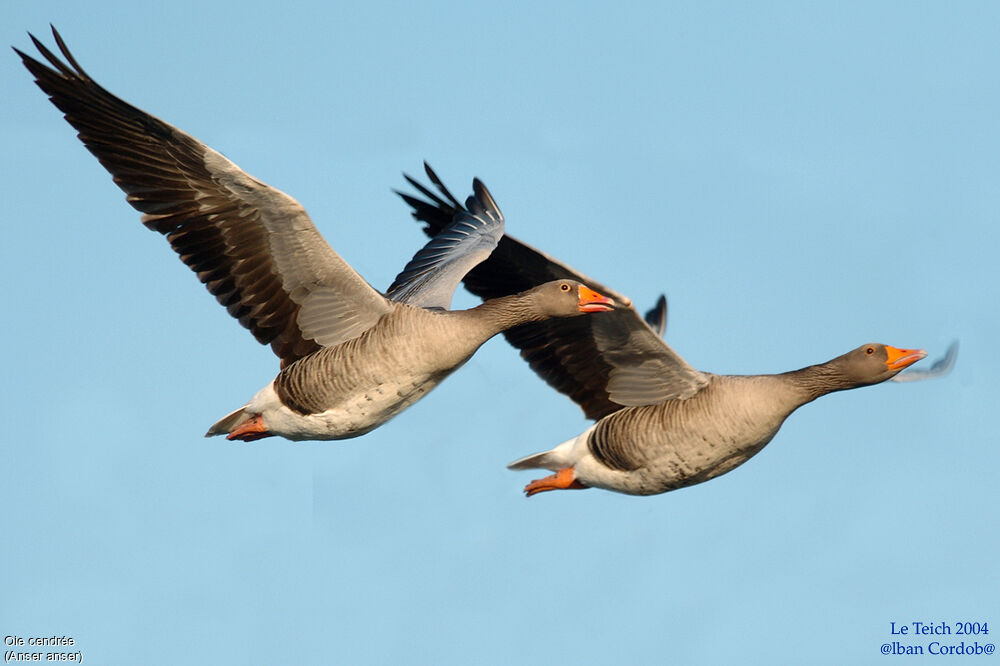 Greylag Goose