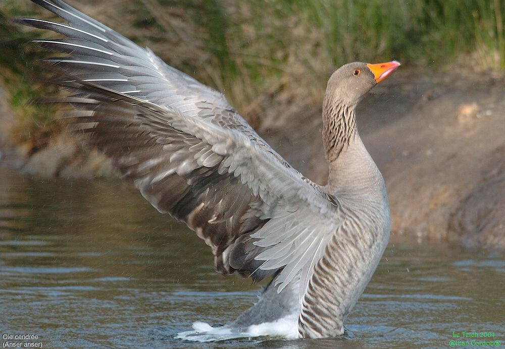 Greylag Goose