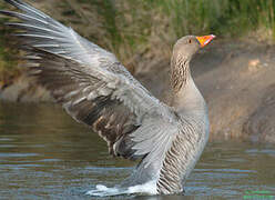 Greylag Goose