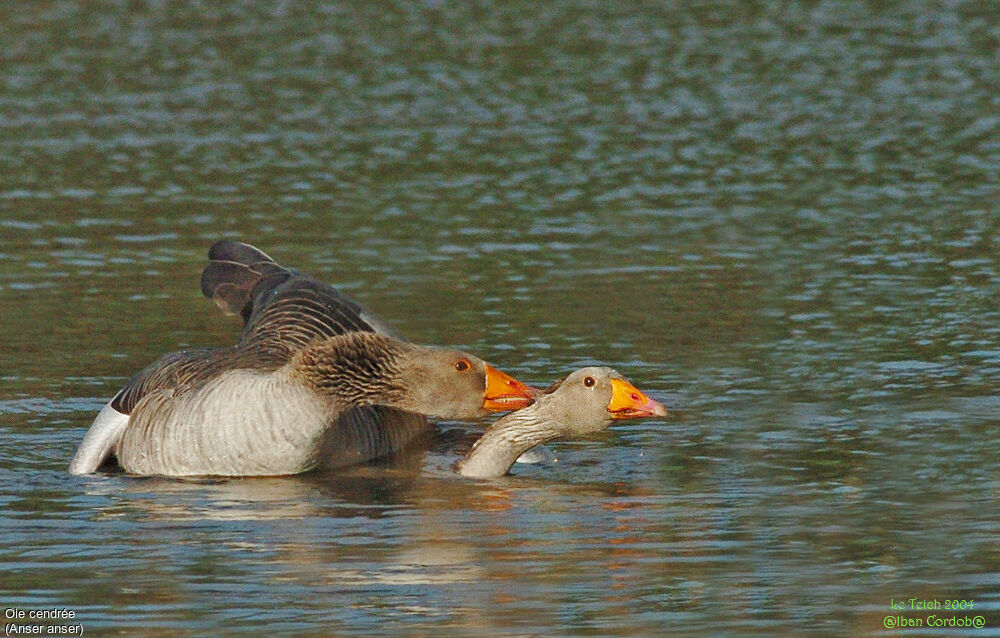 Greylag Goose