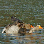 Greylag Goose