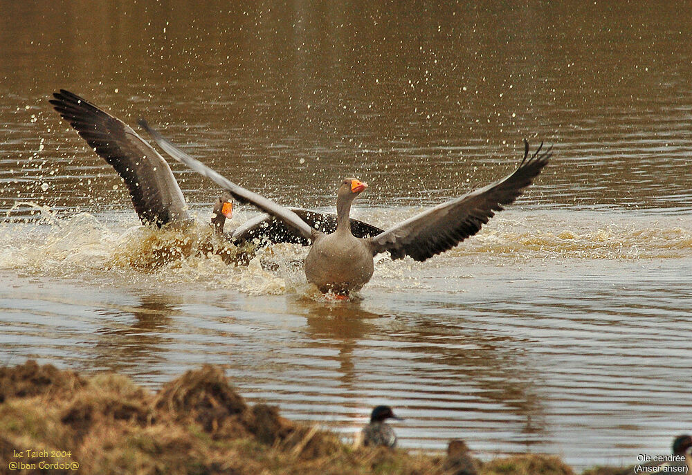 Greylag Goose