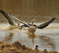 Greylag Goose