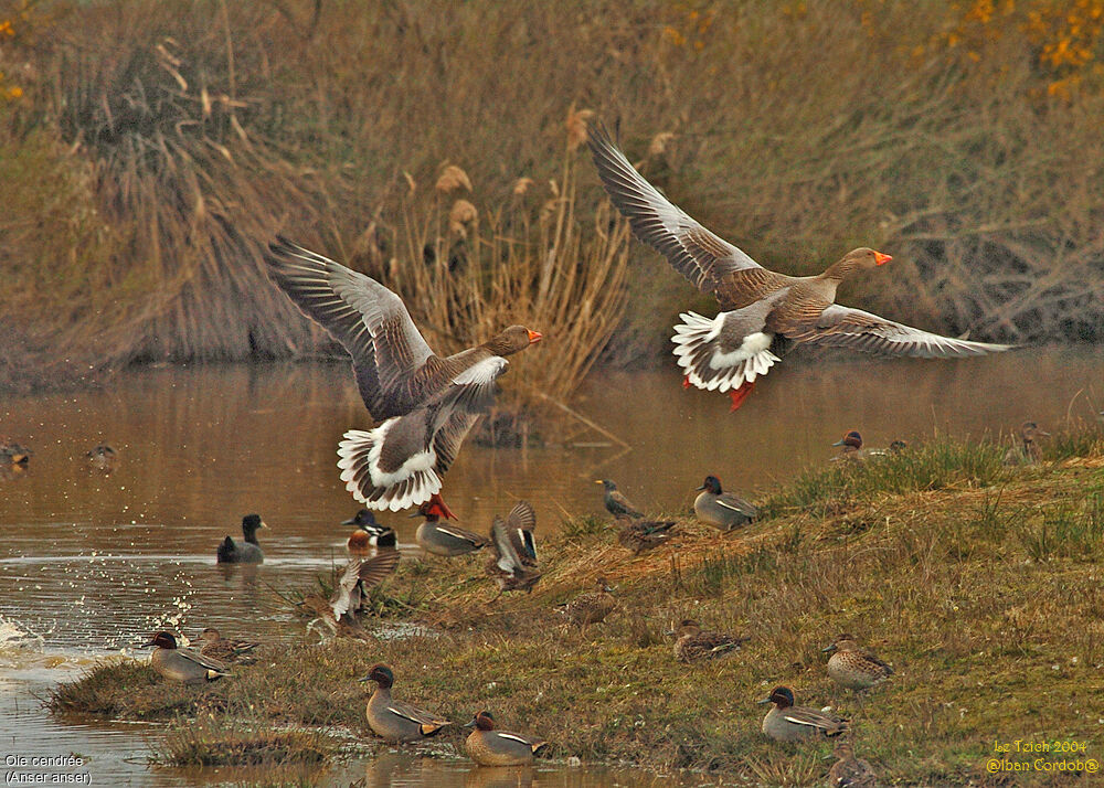 Greylag Goose