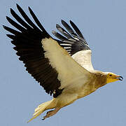 Egyptian Vulture