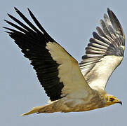 Egyptian Vulture