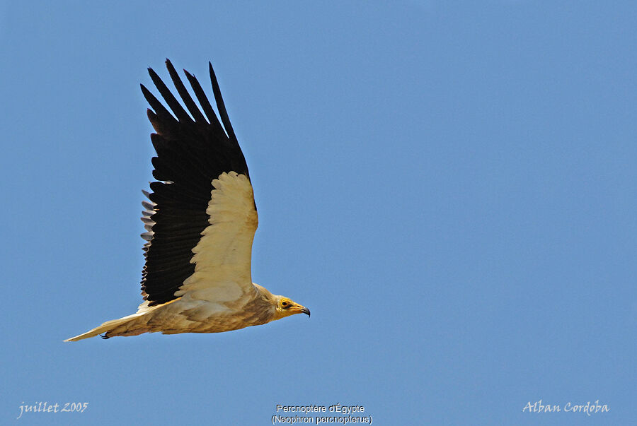 Egyptian Vulture