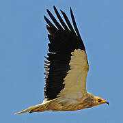 Egyptian Vulture