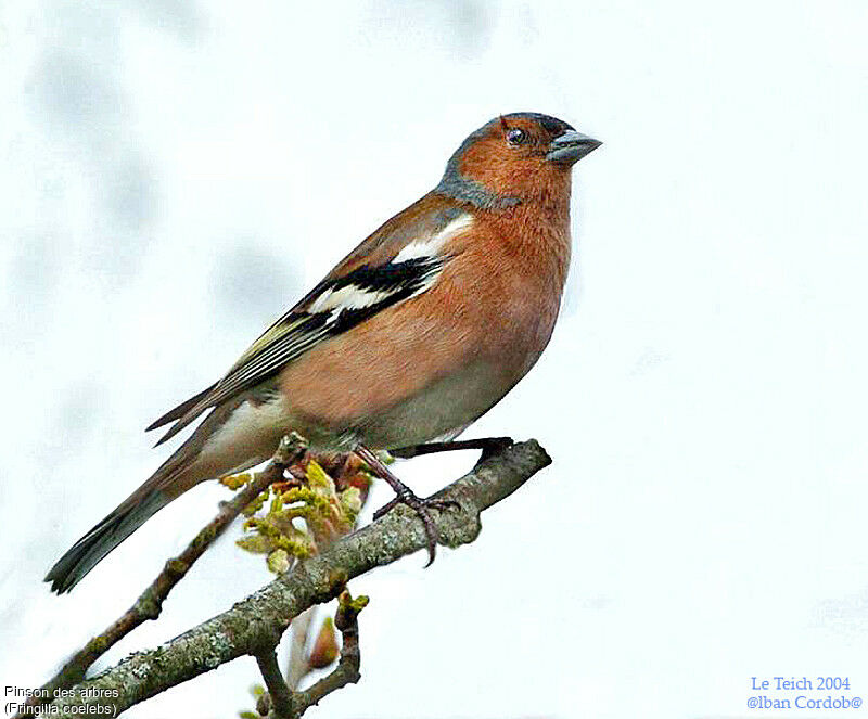 Common Chaffinch