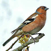 Eurasian Chaffinch