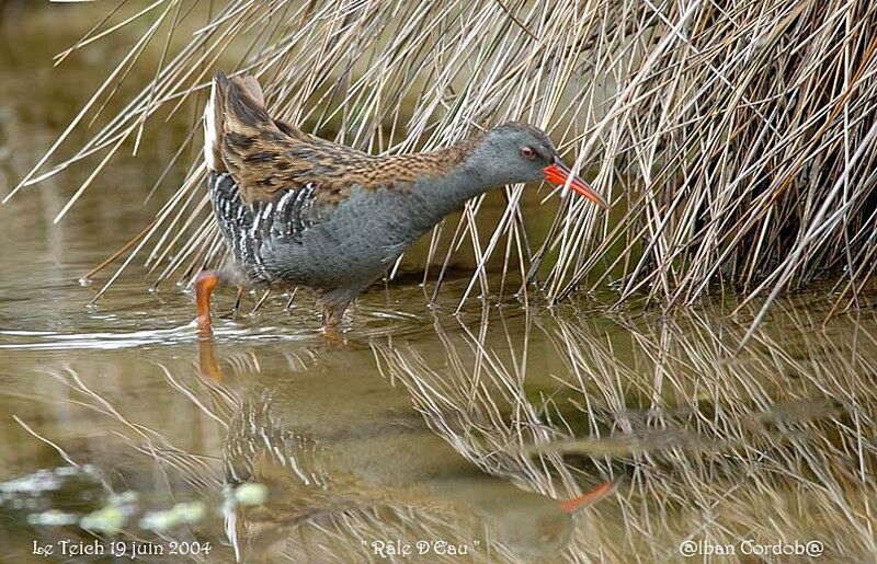 Water Rail