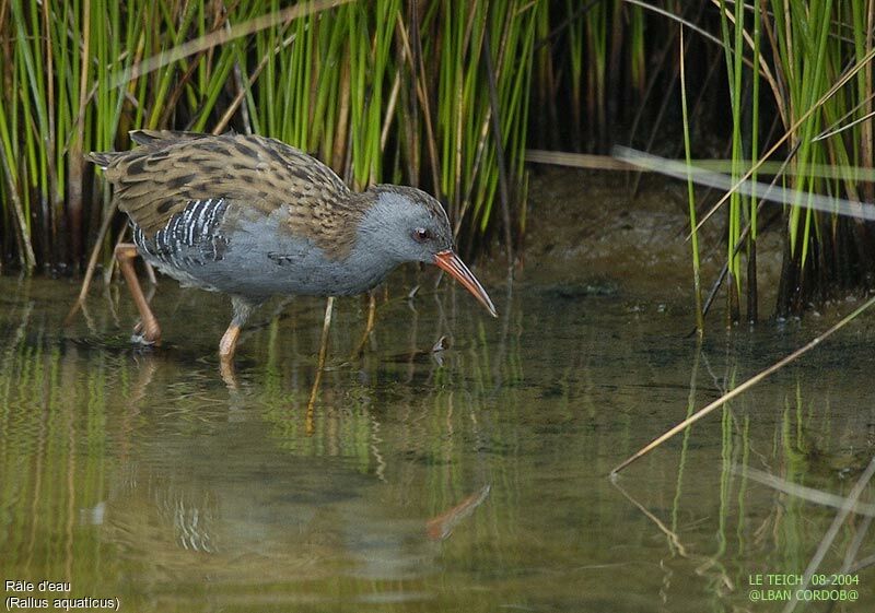 Water Rail