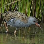 Water Rail