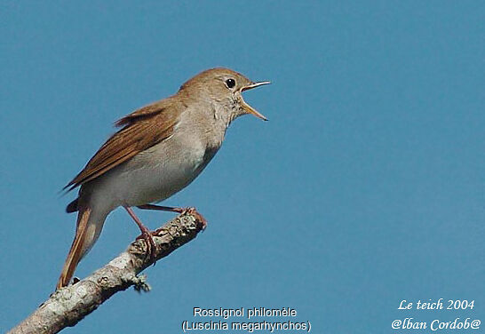 Common Nightingale