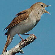 Common Nightingale