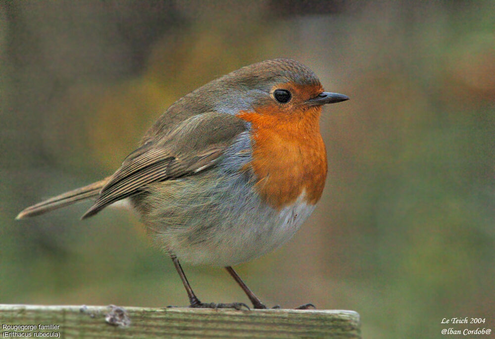 European Robin