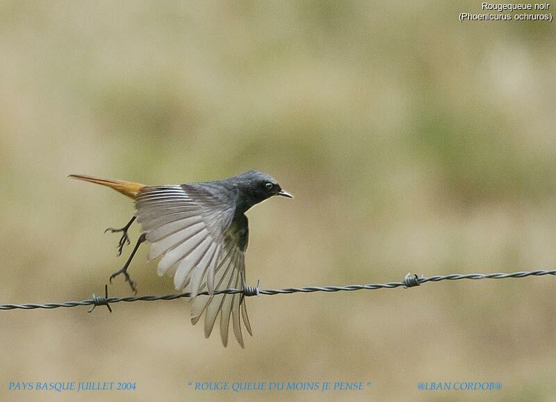 Black Redstart