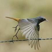 Black Redstart