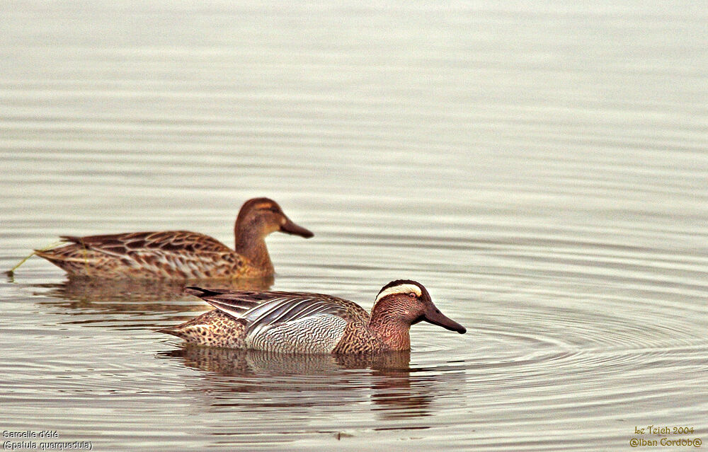 Garganey