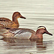 Garganey