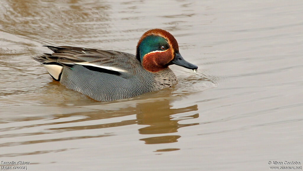 Eurasian Teal