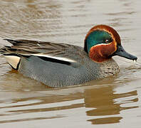 Eurasian Teal